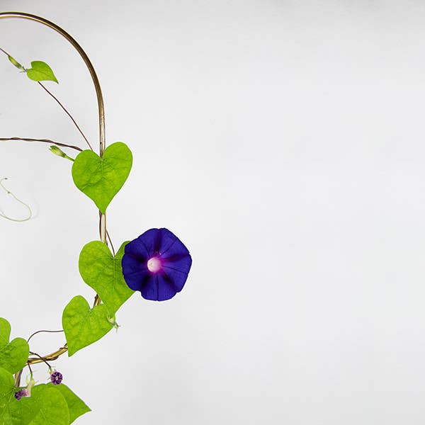 Klatrende Blomster Frøblanding