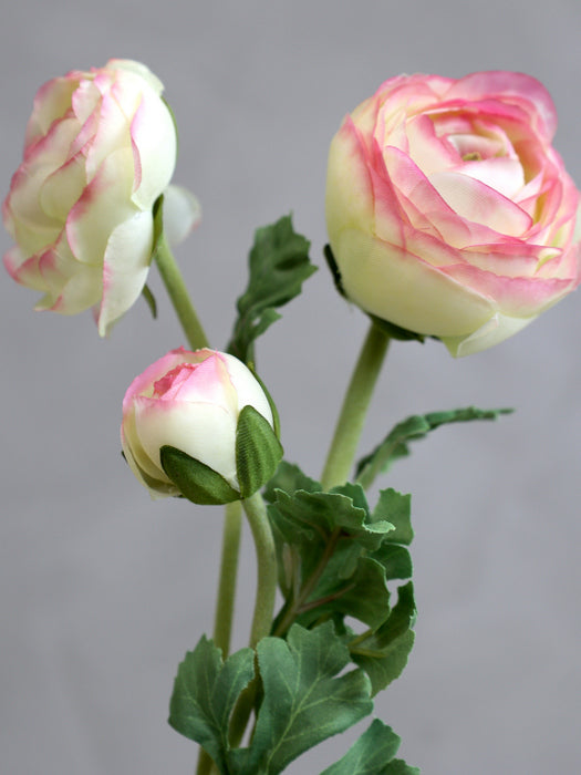 Fleur ranunkel melon