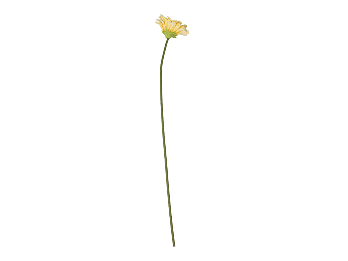 Fleur Gerbera farve melon