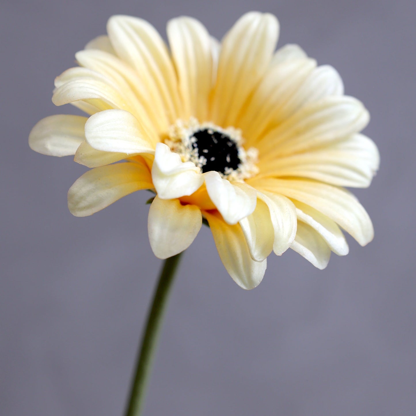 Fleur Gerbera farve melon
