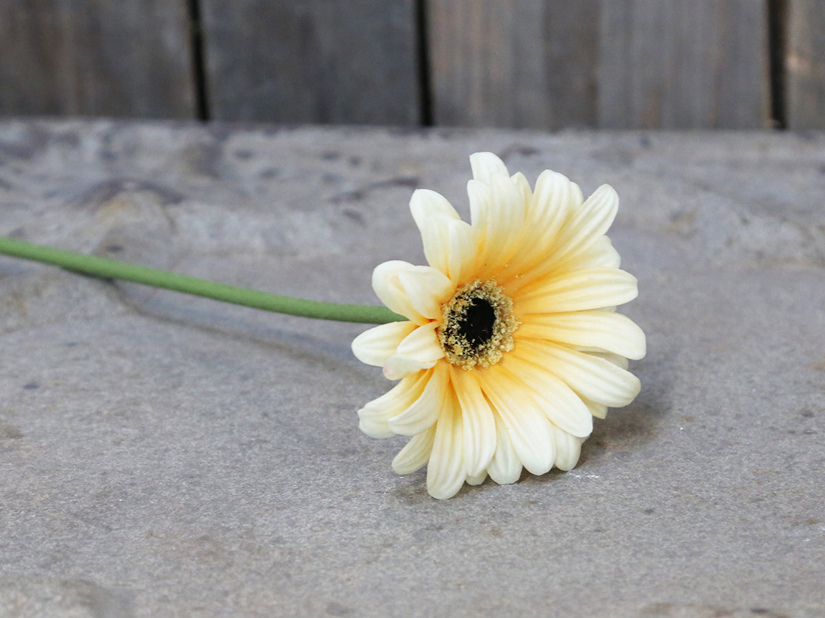 Fleur Gerbera farve melon