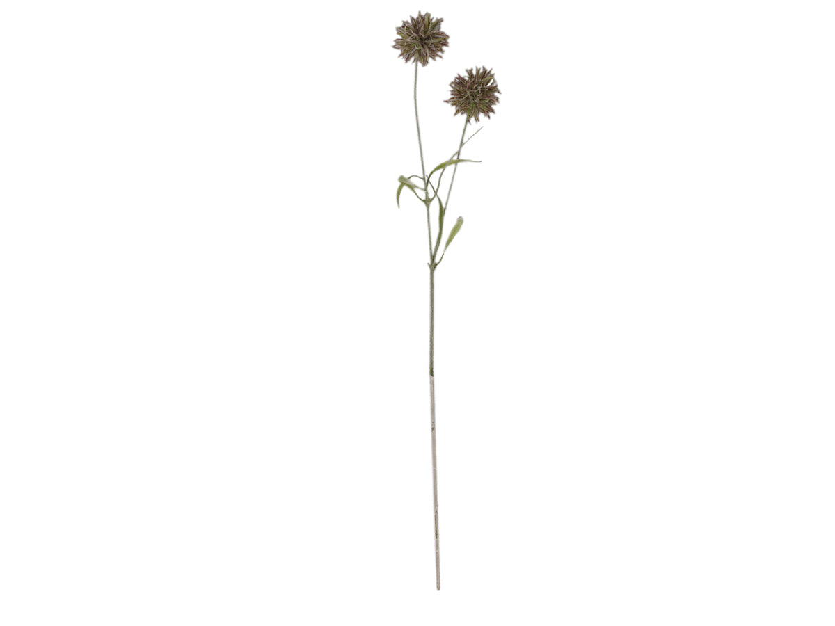 Fleur Tidsel