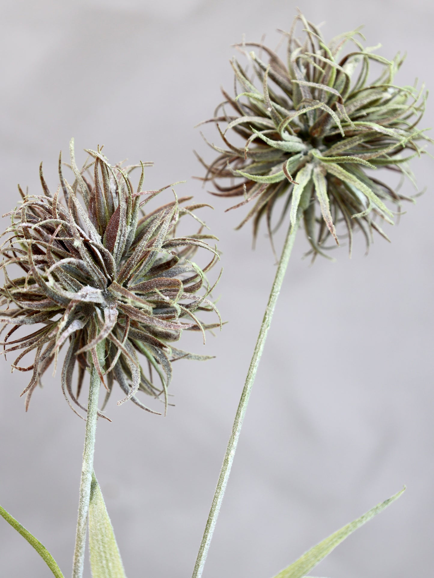 Fleur Tidsel
