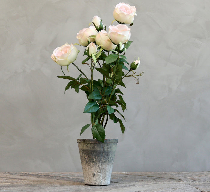 Fleur Rose i Potte