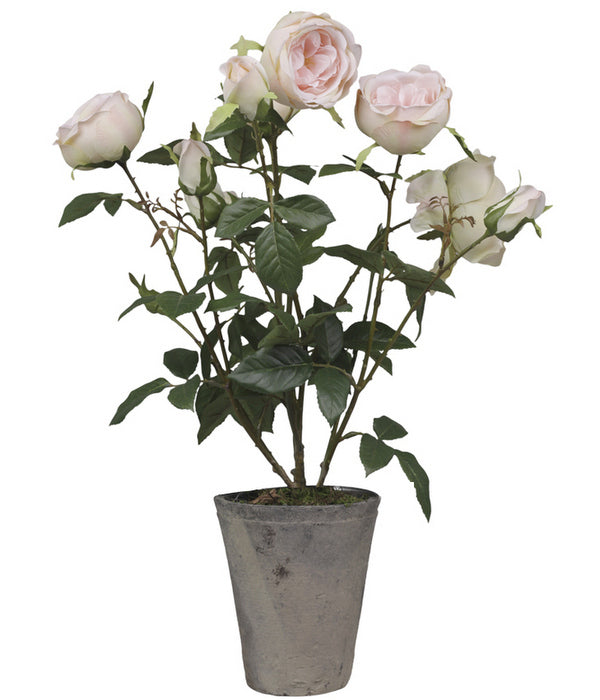 Fleur Rose i Potte