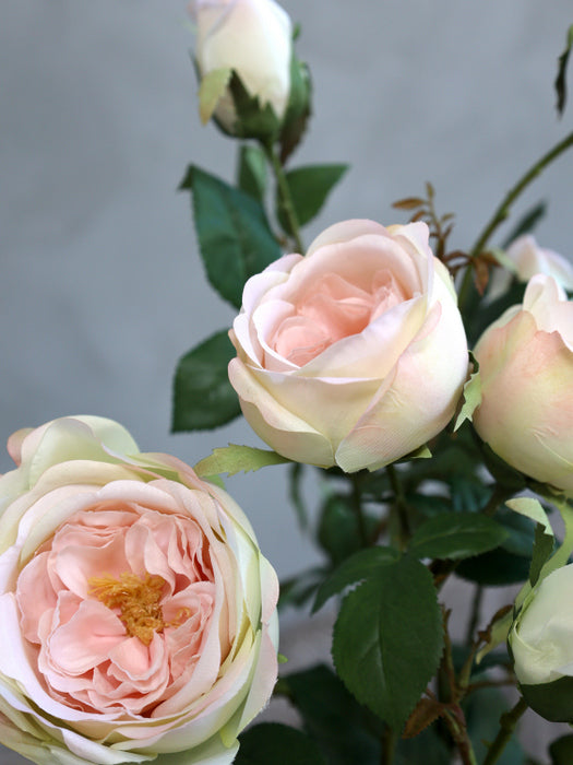 Fleur Rose i Potte