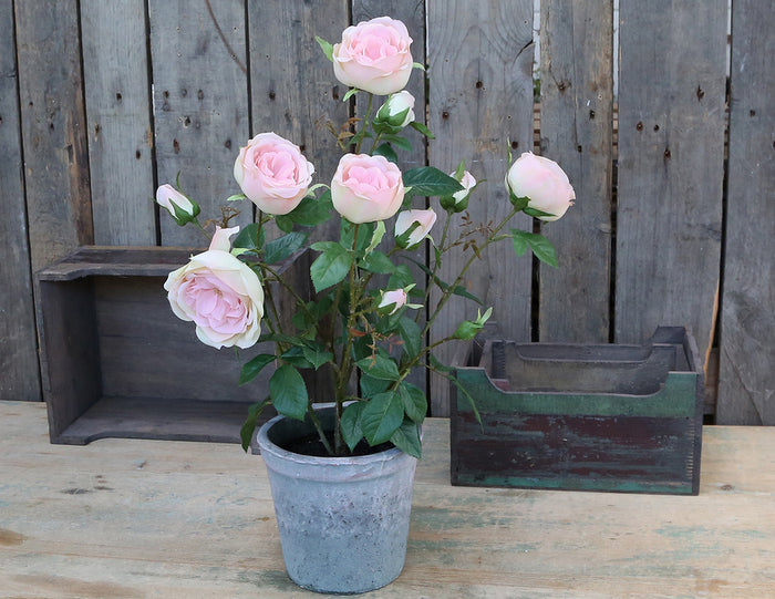 Fleur Rose i Potte