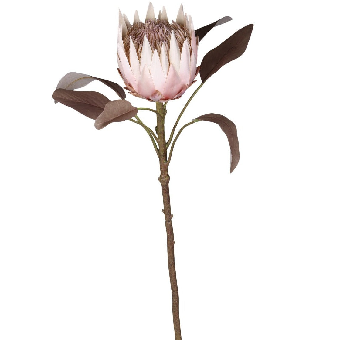 Fleur Protea blomst gammel rosa Chic Antique