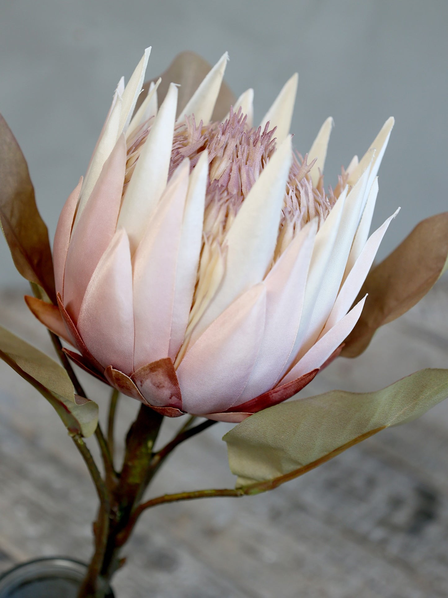 Fleur Protea blomst gammel rosa Chic Antique