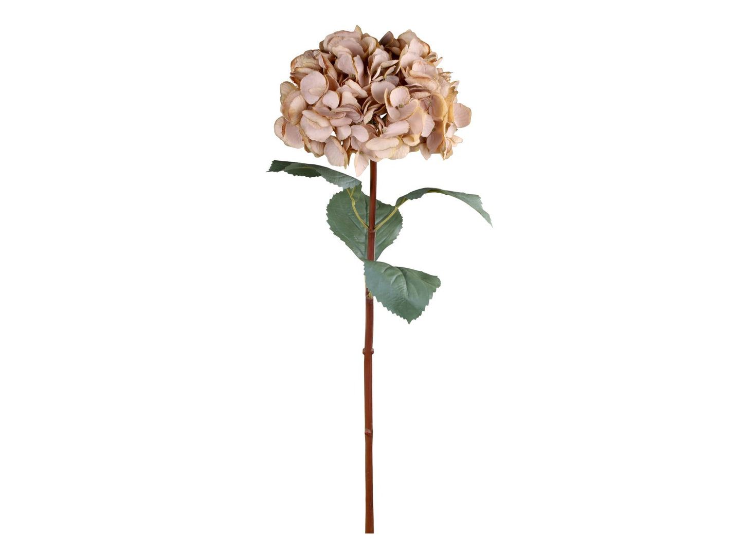 Fleur Hortensia med beige blade