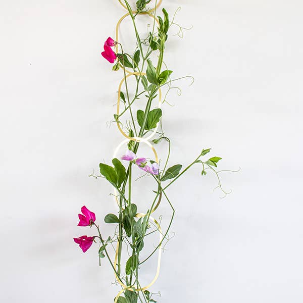 Klatrende Blomster Frøblanding