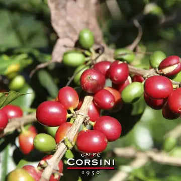Hele kaffebønner fra Kenya 250 gram