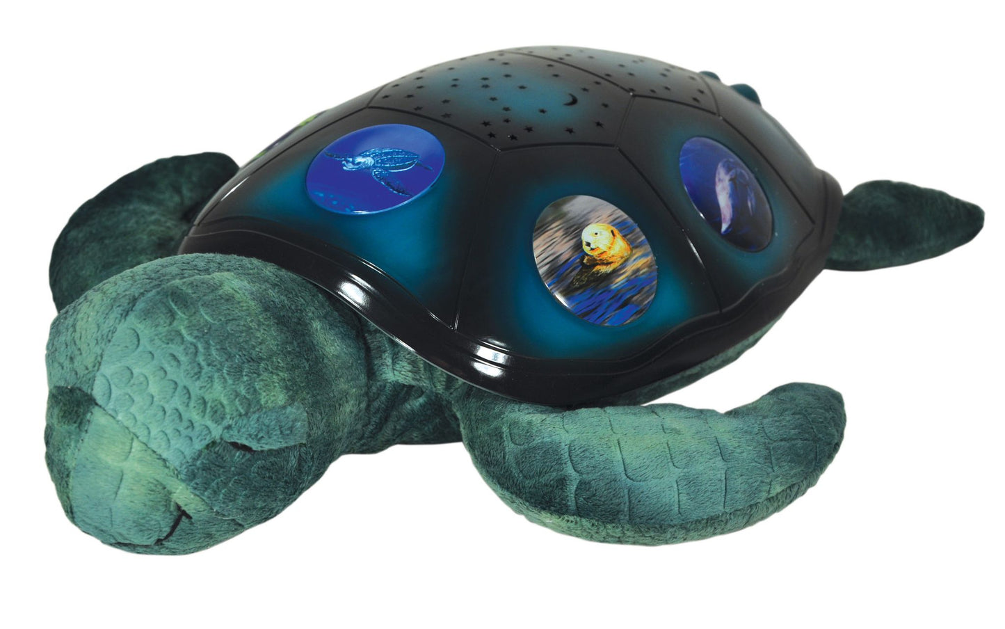 Twilight Sea turtle
