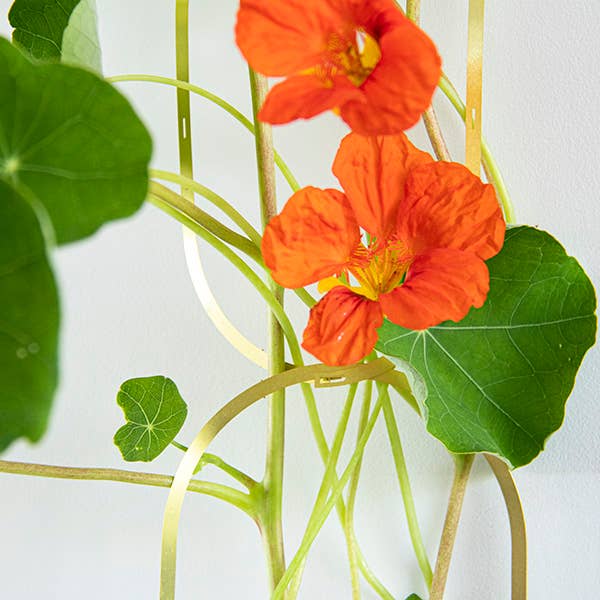 Klatrende Blomster Frøblanding
