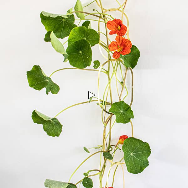 Klatrende Blomster Frøblanding