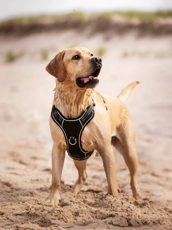 LeMieux Winchester Hundesele – Let og åndbar mesh-sele til hunde