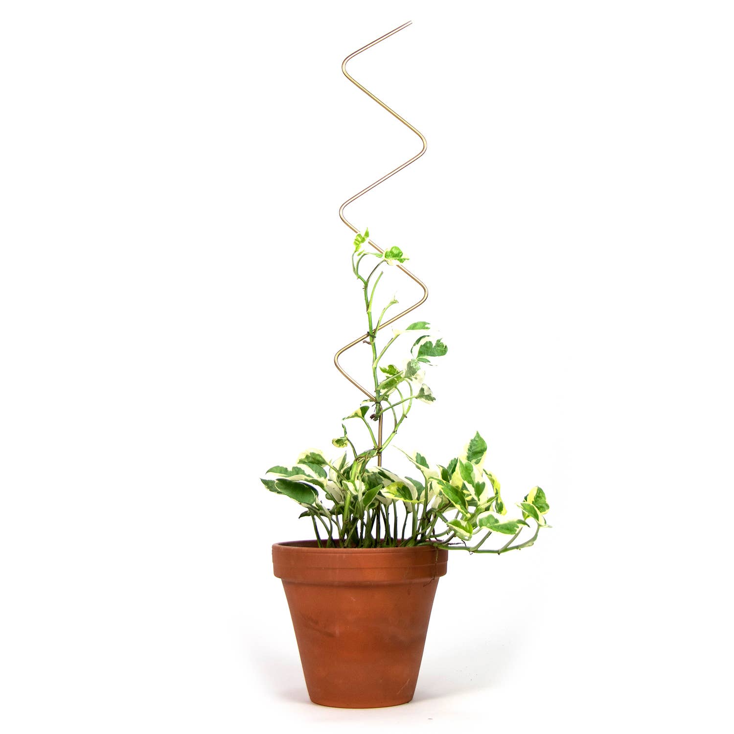Botanopia Plantepind ZigZag – Guld, Genanvendt Aluminium Botanopia
