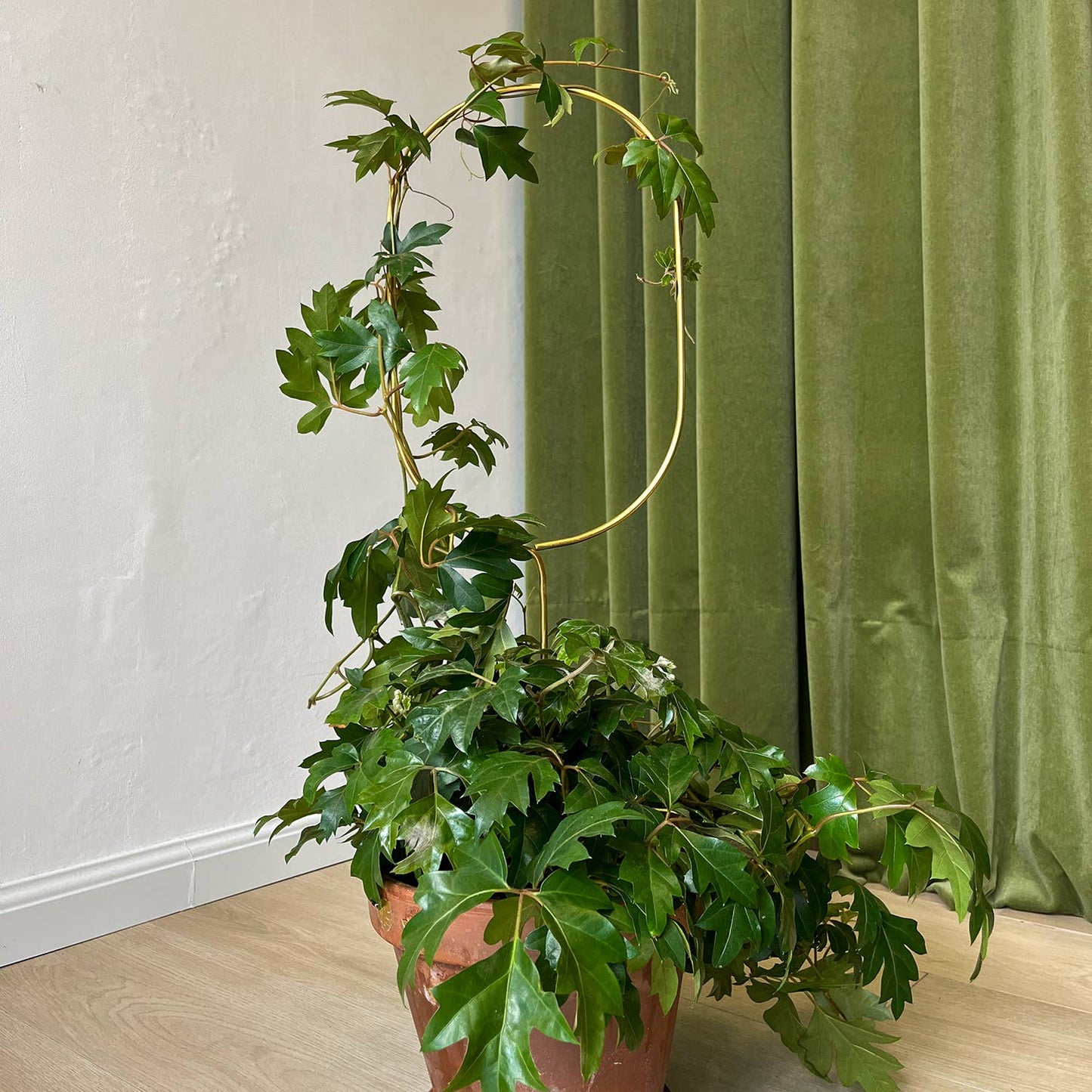 Gylden Plantepæl Bue – Elegant Støtte til Klatreplanter Botanopia