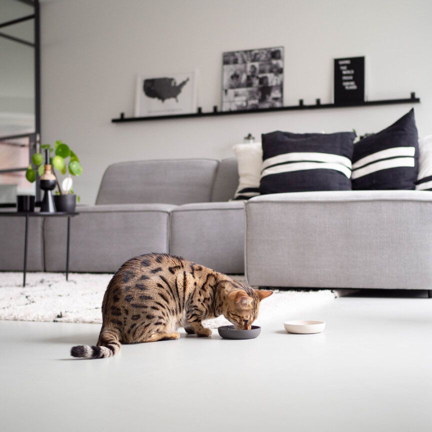 District 70 Bamboo Madskål til Kat District70