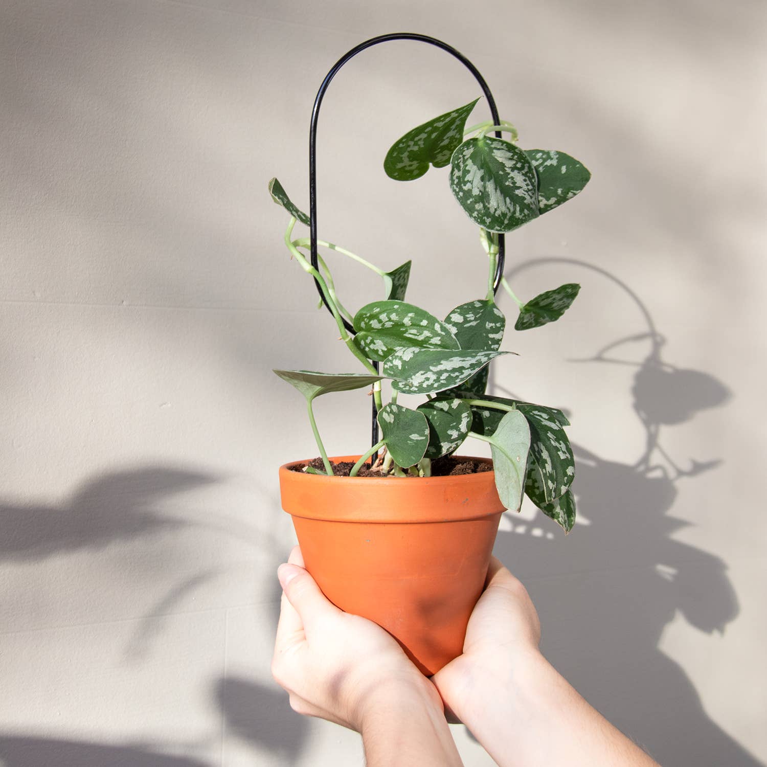 Botanopia Mini Plantepind Bøjle – Sort Botanopia