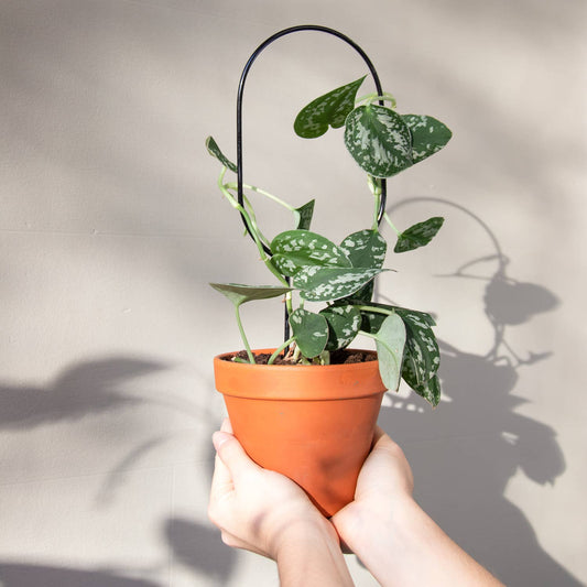 Botanopia Mini Plantepind Bøjle – Sort Botanopia