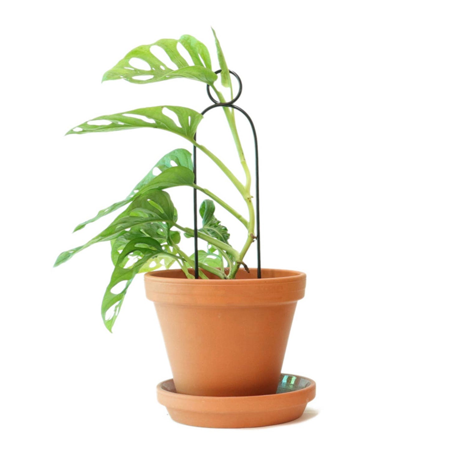 Botanopia Mini Plantepind Pompom – Sort, Genanvendt Aluminium Botanopia