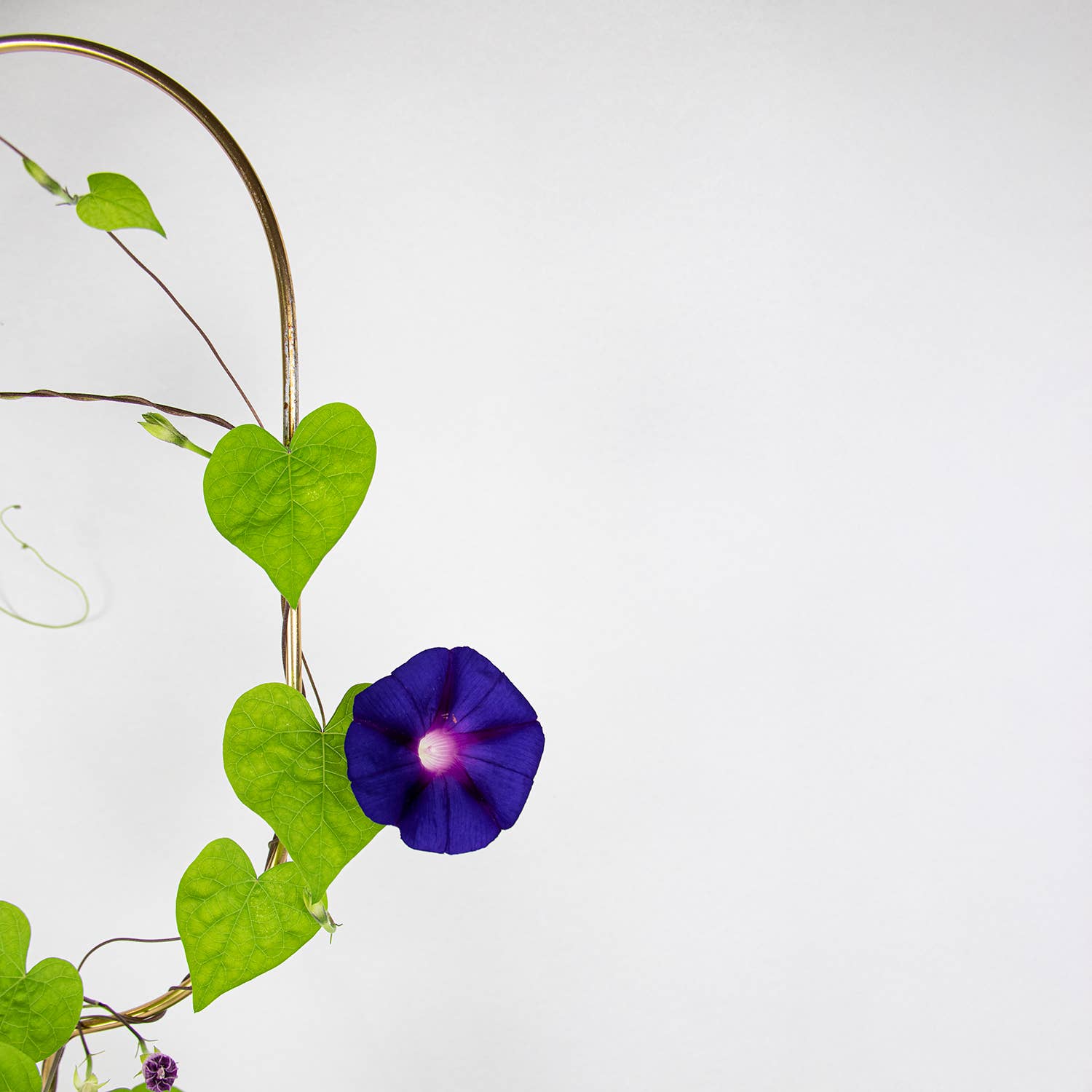 Gylden Plantepæl Bue – Elegant Støtte til Klatreplanter Botanopia