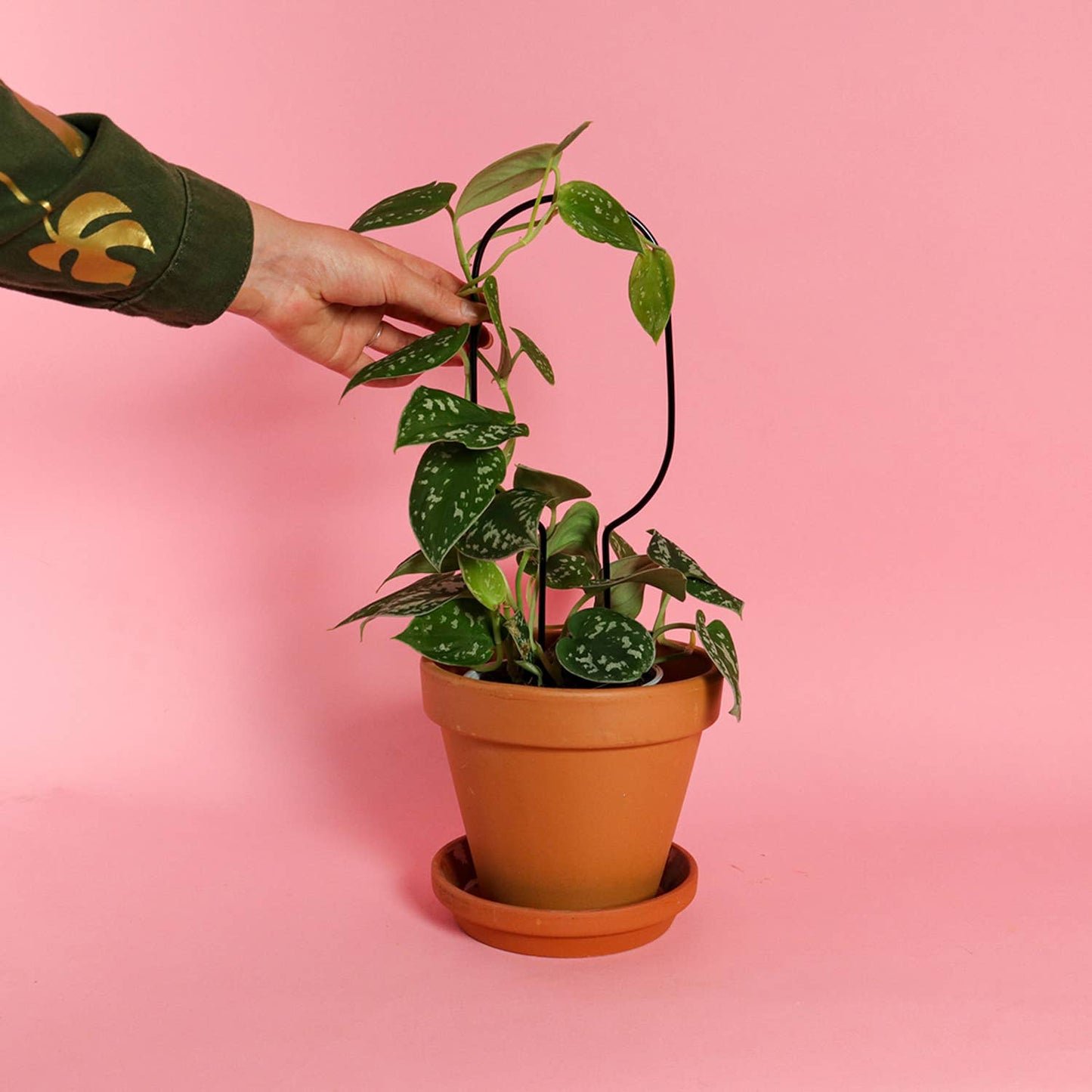 Botanopia Mini Plantepind Bøjle – Sort Botanopia