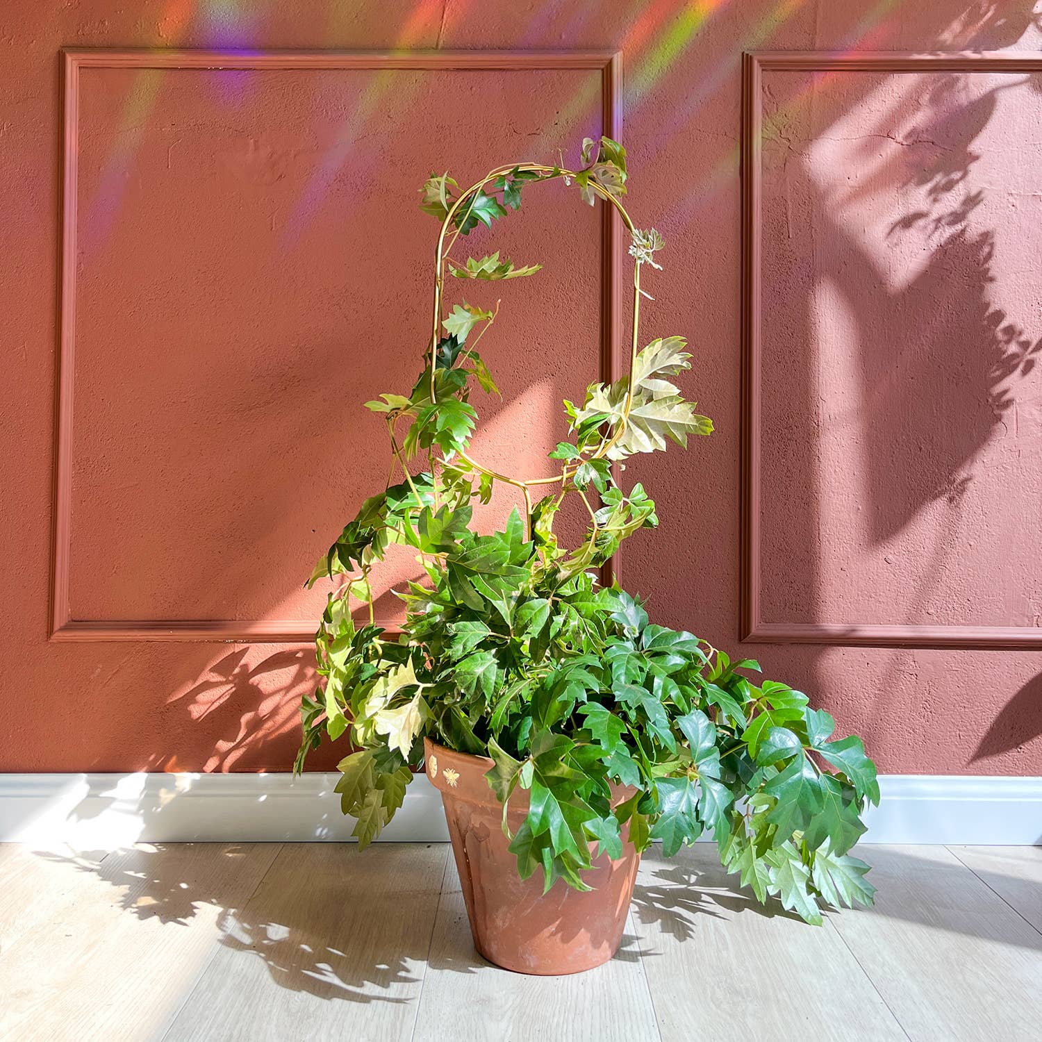 Gylden Plantepæl Bue – Elegant Støtte til Klatreplanter Botanopia