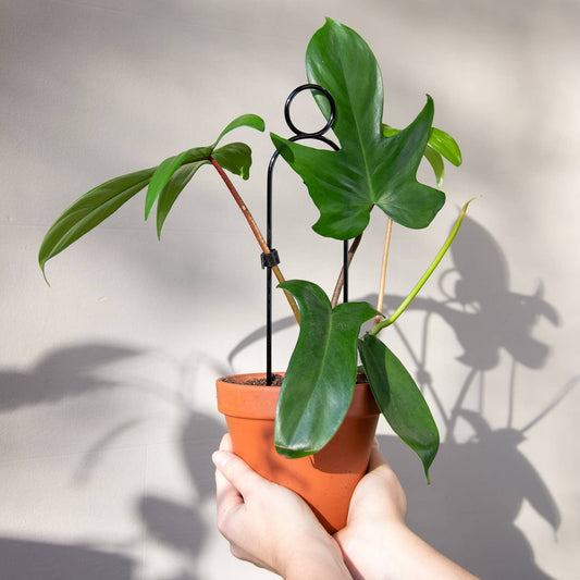 Botanopia Mini Plantepind Pompom – Sort, Genanvendt Aluminium Botanopia