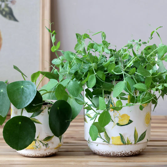 Håndmalet keramisk planteskjuler med citronmotiv – Limone | Creme
