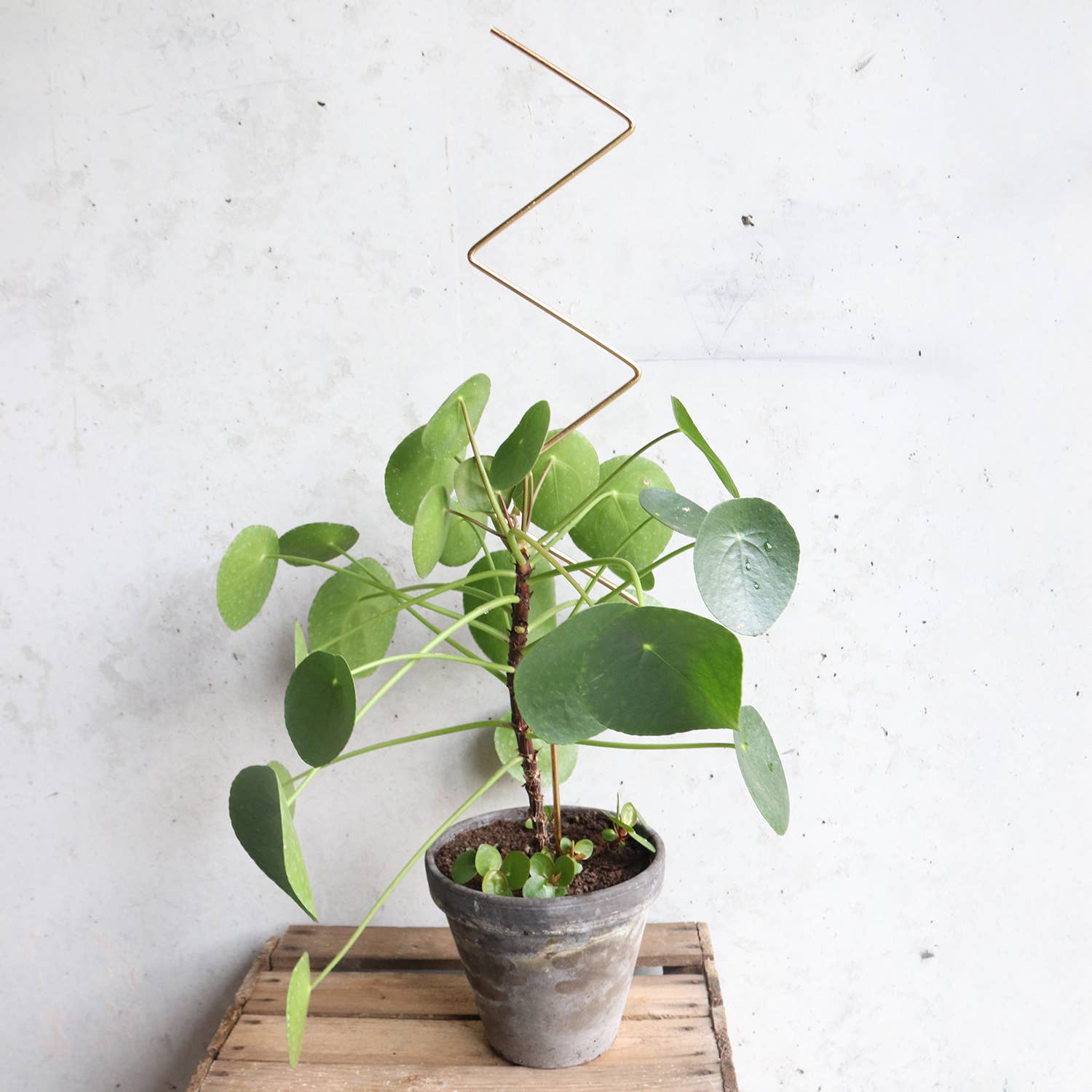 Botanopia Plantepind ZigZag – Guld, Genanvendt Aluminium Botanopia