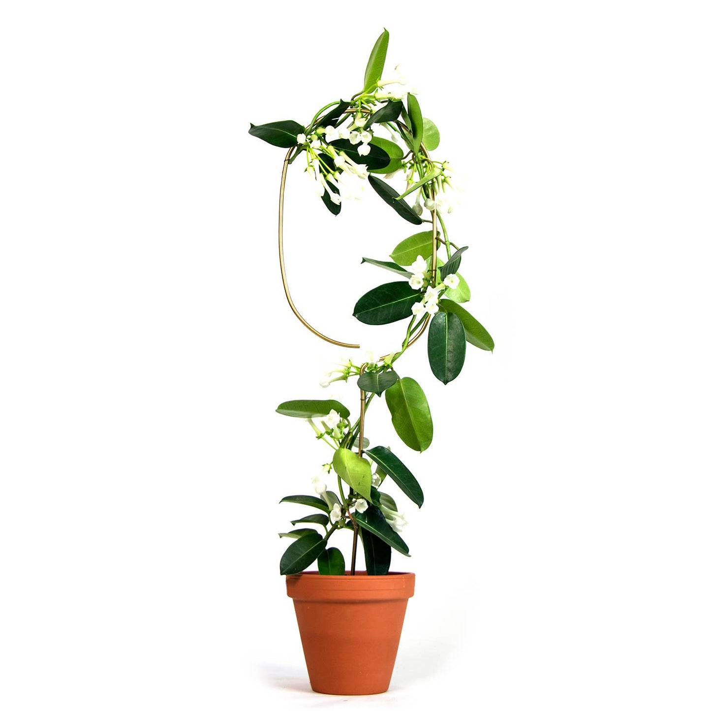 Gylden Plantepæl Bue – Elegant Støtte til Klatreplanter Botanopia