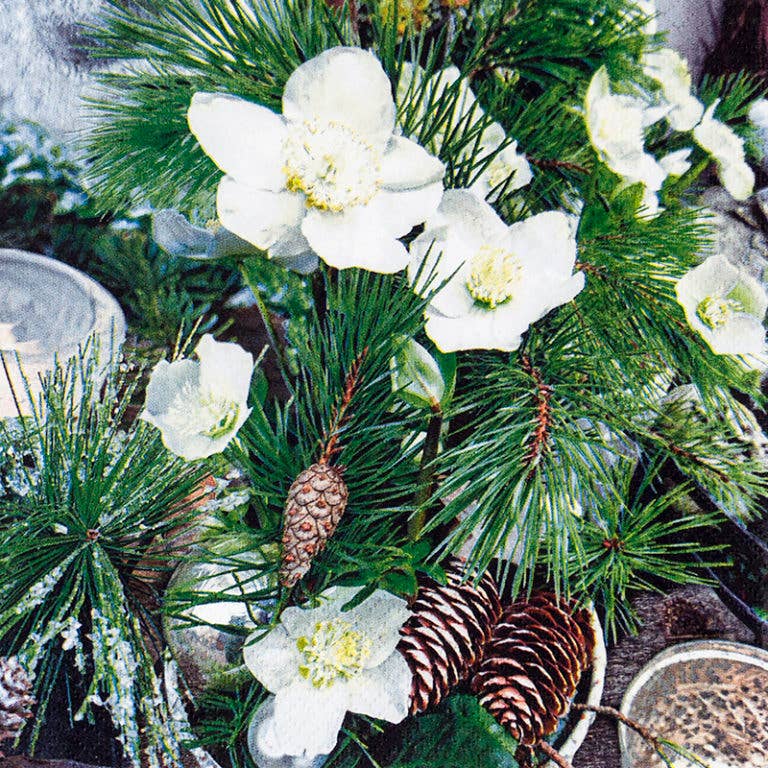 Winter Rose frokostservietter Frokostservietter Home Fashion - Carl Dietrich GmbH