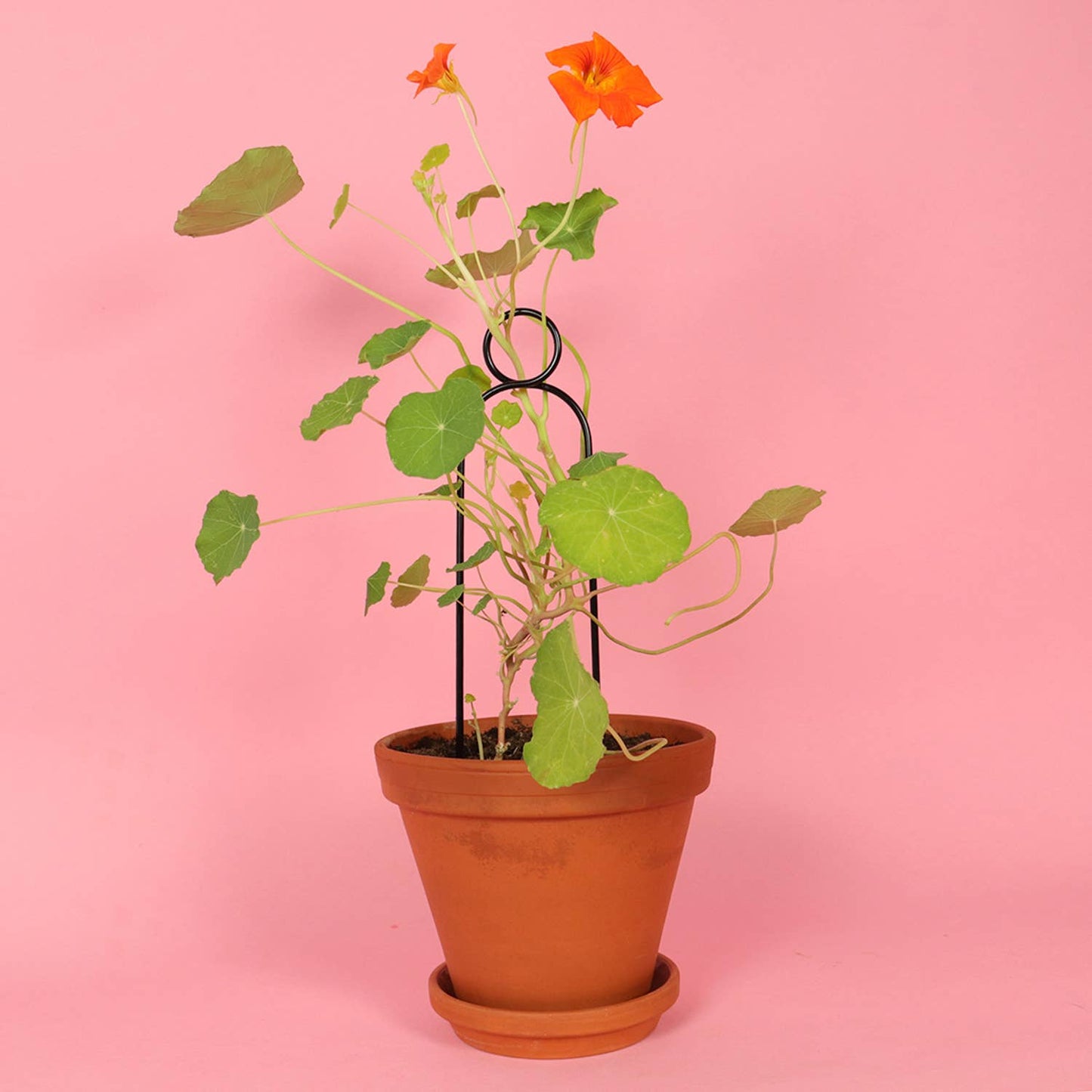 Botanopia Mini Plantepind Pompom – Sort, Genanvendt Aluminium Botanopia