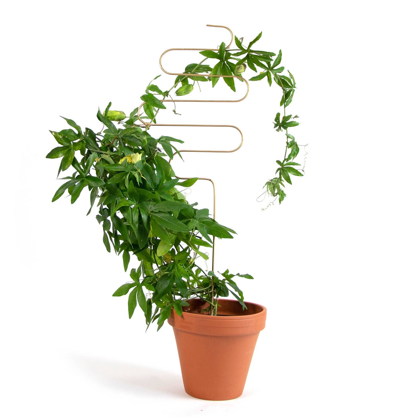 Gylden Plantepind Squiggle – Dekorativ Plantemarkør Botanopia