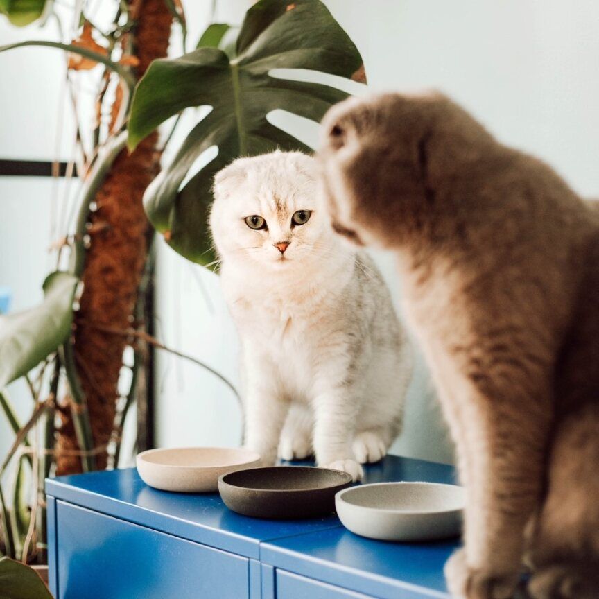 District 70 Bamboo Madskål til Kat District70