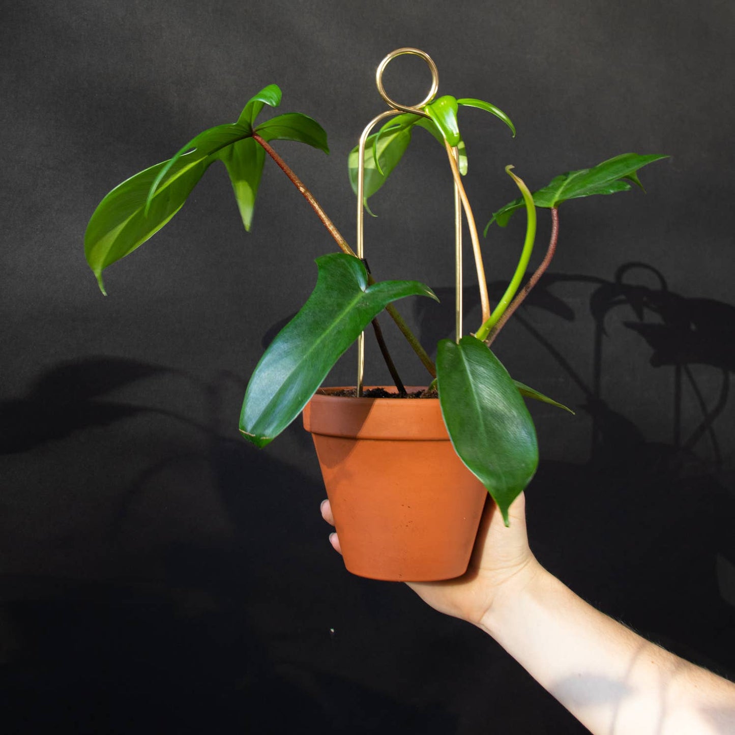 Mini Plantepind Pompon Guld – Dekorativ Plantepind Botanopia