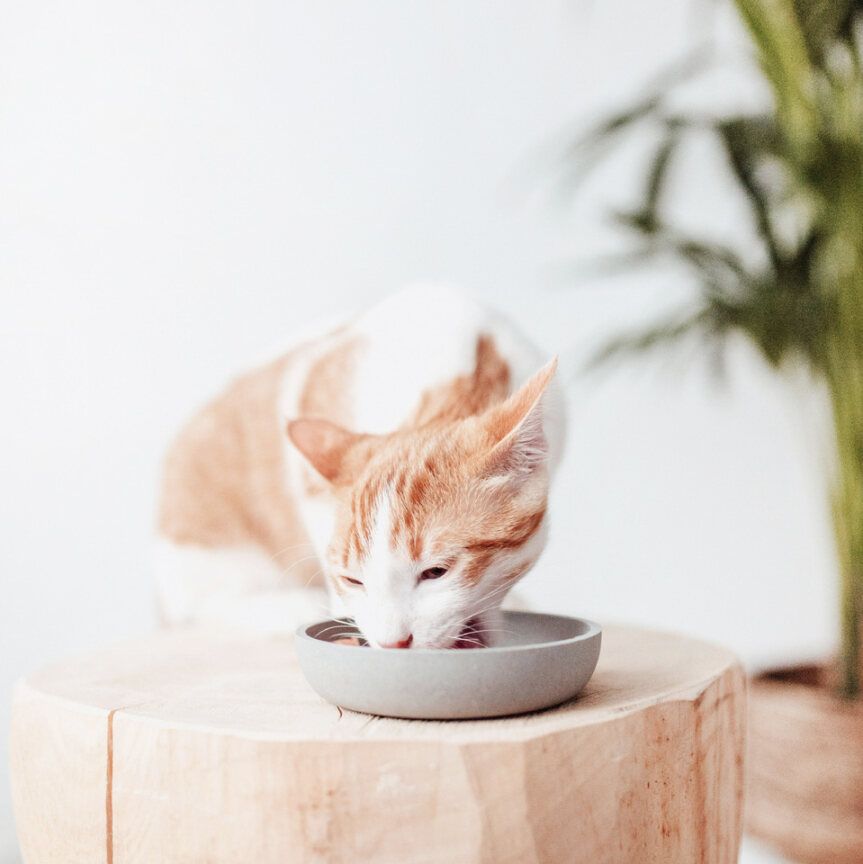District 70 Bamboo Madskål til Kat District70