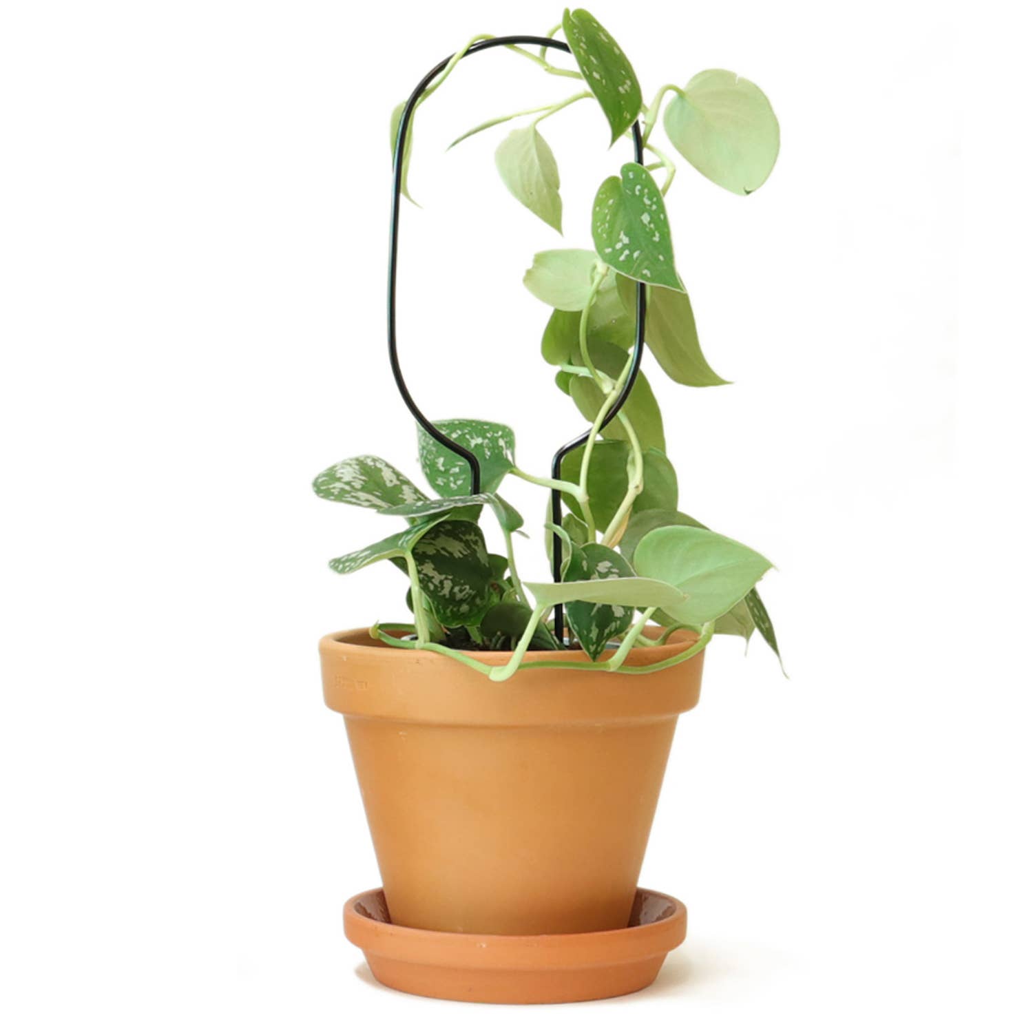 Botanopia Mini Plantepind Bøjle – Sort Botanopia