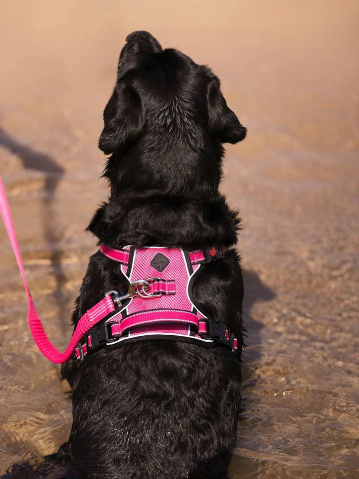 LeMieux Winchester Hundesele – Let og åndbar mesh-sele til hunde