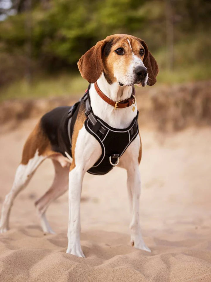 LeMieux Winchester Hundesele – Let og åndbar mesh-sele til hunde
